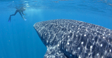 Swim with the Whale Sharks Isla Mujeres