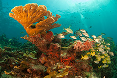 Isla Mujeres Scuba Diving