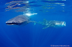 Whale Shark Isla Mujeres Shawn Heinrichs