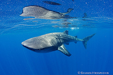 Whale Shark Isla Mujeres Shawn Heinrichs